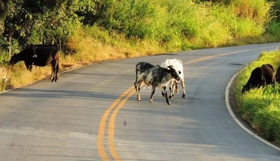Prefeitura De Lucena Vai Contratar Empresa Especializada Para Apreender Animais Soltos Nas Estradas E Rodovias Do Município